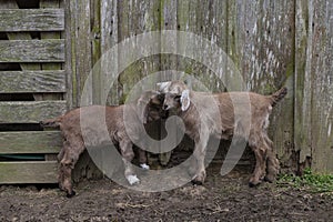 Twin goats showing love to each other in front of perfectly aged, rustic wood barn wall.