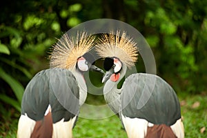 Twin Grey Crowned crane .