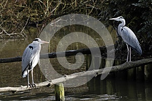 Twin Herons