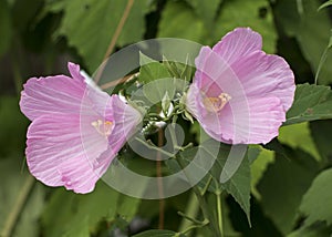 Twin Hibiscus Blooms