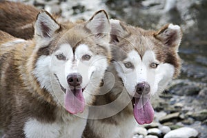 Twin huskies