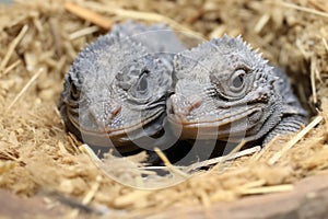 twin iguana hatchlings basking together