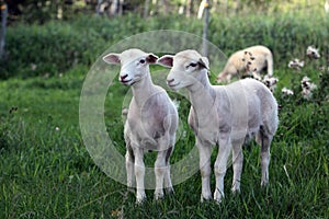 Twin Katahdin Lambs