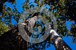 Twin Kauri pines (Agathis robusta)
