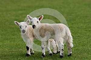 Twin Lambs