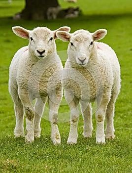 Twin lambs