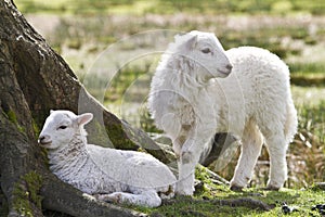 Twin lambs