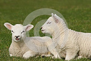 Twin Lambs