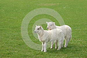 Twin Lambs