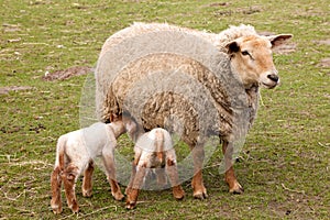 Twin lambs with mother sheep