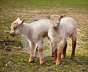 Twin lambs in spring