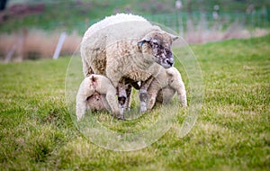 Twin lambs suckling at their mother.