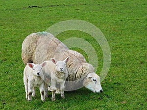 Twin lambs with their mother.