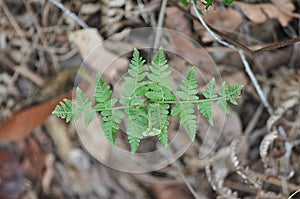 Twin leave new growth Australian Tree Fern