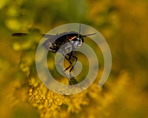 Twin-lobed deerfly, Chrysops relictus.