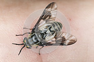 Twin-lobed deerfly, Chrysops relictus biting on human skin