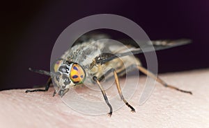 Twin-lobed deerfly, Chrysops relictus biting on human skin