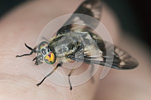 Twin-lobed deerfly, Chrysops relictus biting on human skin