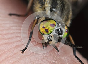 Twin-lobed deerfly, Chrysops relictus biting on human skin