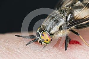 Twin-lobed deerfly, Chrysops relictus biting on human skin