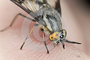 Twin-lobed deerfly, Chrysops relictus biting on human skin