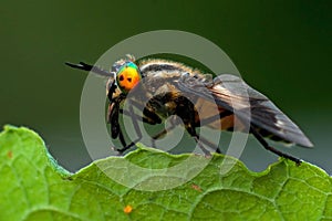 Twin-lobed deerfly, Chrysops relictus photo
