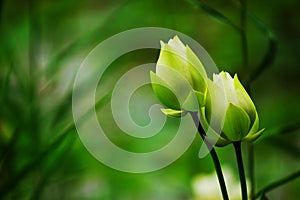 Twin lotus bud