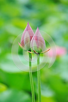 Twin lotus buds