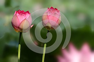 Twin lotus flower