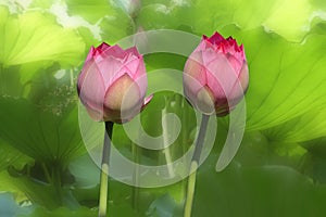 Twin lotus flower