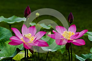 Twin lotus flower