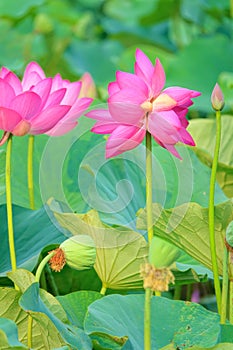 Twin lotus flowers on one stalk