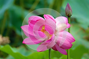 Twin lotus flowers on one stalk