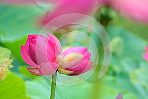 Twin lotus flowers on one stalk