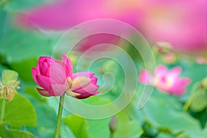 Twin lotus flowers on one stalk