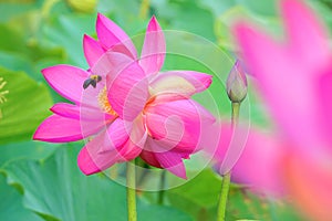 Twin lotus flowers on one stalk