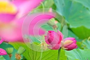 Twin lotus flowers on one stalk