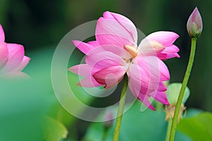 Twin lotus flowers on one stalk