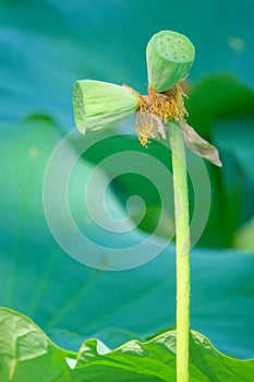 Twin lotus seedpods on one stalk