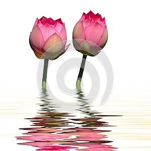 Twin lotus water reflection