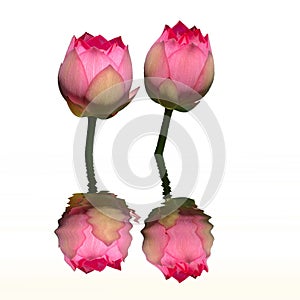 Twin lotus water reflection