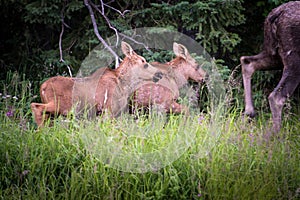 Twin Moose Calves Following Mother