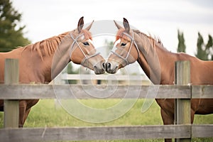 twin mules mirroring each other beside a split-rail fence