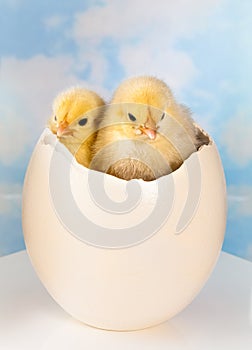 Twin newborn easter chicks