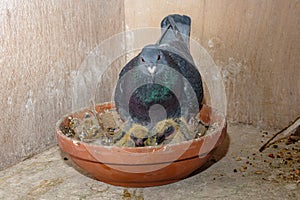 Twin pair of baby racing pigeons with their mother in a nest on the pigeon loft