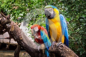 Twin Parrots