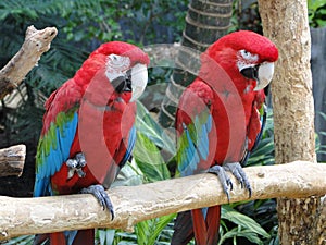 Twin parrots