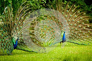 Twin Peacocks