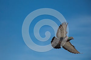 Twin pigeons flying in air