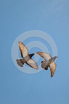 Twin pigeons flying in air